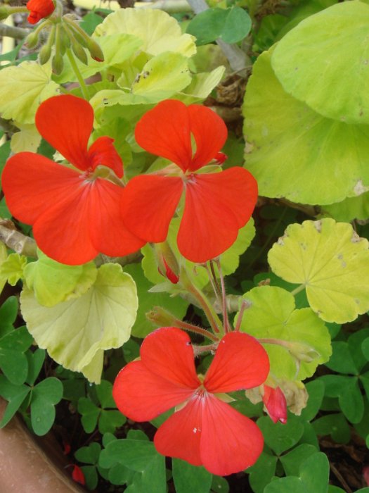 Pelargonium x 'Golden Crest' fleur